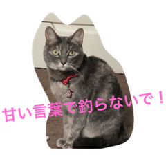[LINEスタンプ] えなぽよの愛するスタンプたち