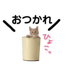 [LINEスタンプ] メインクーンのスタンプPart2 