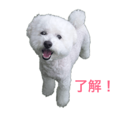 [LINEスタンプ] 愛犬ヴァニラのスタンプ 