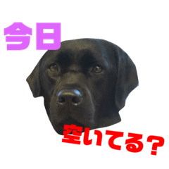[LINEスタンプ] ラブラドール ロックの日常① 