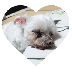 [LINEスタンプ] マルチーズ犬 ブンと暮らそう 