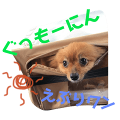 [LINEスタンプ] 我が家のくうちゃん 