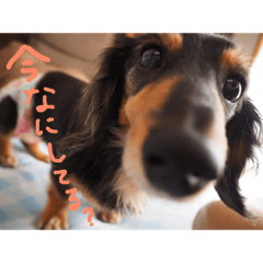[LINEスタンプ] ダックス犬こなつ(黒) 