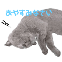 [LINEスタンプ] 猫のみんとのすたんぷ fetchpriority=high