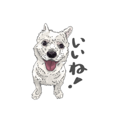 [LINEスタンプ] ソラのスタンプ2019年1月 