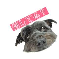 [LINEスタンプ] 雑種犬ホルン 1
