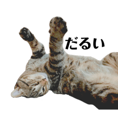 [LINEスタンプ] うちの猫様スタンプ 