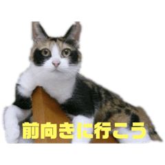 [LINEスタンプ] 美少女猫の日常挨拶スタンプ2