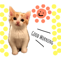 [LINEスタンプ] 茶トラ＆茶白4兄弟のスタンプキッズVer.