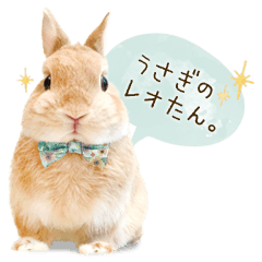 [LINEスタンプ] うさぎのれおたん。 