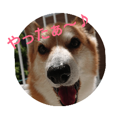 [LINEスタンプ] ウェリッシュ・コーギー ロンくんの日常 