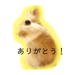 [LINEスタンプ] かわいいうさぎちゃん♡ 