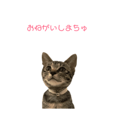 [LINEスタンプ] ここのはんこ