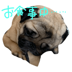 [LINEスタンプ] 家の愉快な犬たち fetchpriority=high