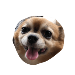 [LINEスタンプ] 癒し犬アイドル「ロビオ」 