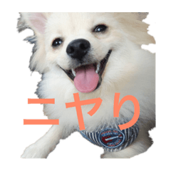 [LINEスタンプ] 愛犬スタンプ (ソラ)