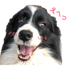 [LINEスタンプ] ボーダーレーン•ファミリー  VOL .2 