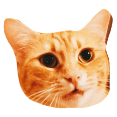 [LINEスタンプ] ねことねことねこ。 