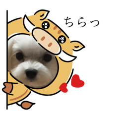 [LINEスタンプ] ここちゃんのまるいちスタンプ 