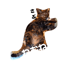 [LINEスタンプ] hogonekosabu 