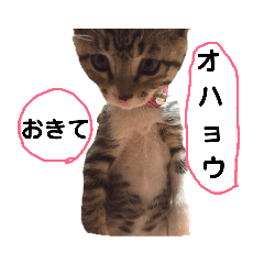 [LINEスタンプ] 猫の言霊“ねことだま”(キジ白ver . )の画像（メイン）