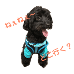 [LINEスタンプ] トイくん ヒマちゃん 