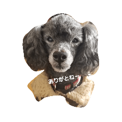 [LINEスタンプ] くるみだわん 