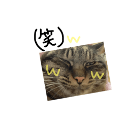 [LINEスタンプ] 猫さんのスタンプ日常 
