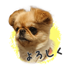 [LINEスタンプ] 毎日きなこ①♪ペキニーズ＆チワワの女の子 
