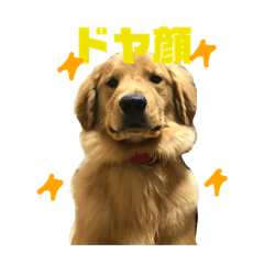 [LINEスタンプ] ゴールデンレトリーバーのノアくん 