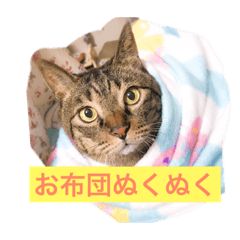 [LINEスタンプ] こたねこスタンプ 