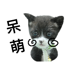 [LINEスタンプ] 白くて黒い猫 