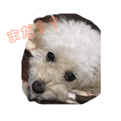 [LINEスタンプ] ふわふわ わんこ 