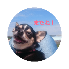 [LINEスタンプ] そぼろの日常 