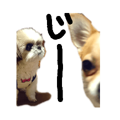 [LINEスタンプ] シーズーとスムチ 