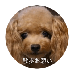 [LINEスタンプ] わんわんの日常❶ 