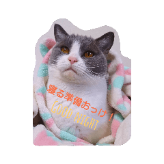 [LINEスタンプ] まんまる まめさん。 