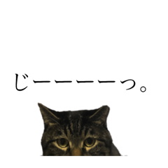 [LINEスタンプ] たにがわねこちゃん3