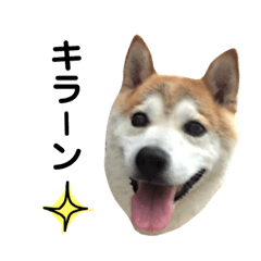 [LINEスタンプ] ピノスタンプ第1弾