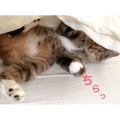 _sala_cat_