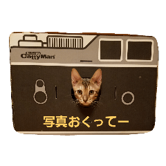 [LINEスタンプ] ベンガルLeonちゃん1