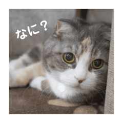 [LINEスタンプ] 猫のひめちゃん/スコティッシュフォールド 