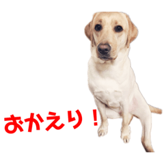 [LINEスタンプ] ラブラドールのポテト君 