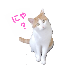 [LINEスタンプ] 黒崎ぬこ 