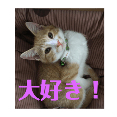 [LINEスタンプ] 茶トラネコたち～日常編 