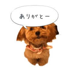 [LINEスタンプ] わんこの挨拶