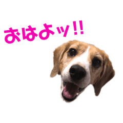 [LINEスタンプ] ビーグル犬BECK②
