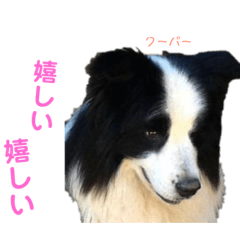 [LINEスタンプ] ボーダーレーン•ファミリー  VOL .1 