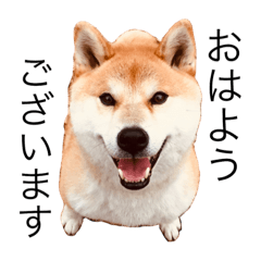 [LINEスタンプ] 柴犬テル 3