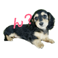 [LINEスタンプ] ダックスフンド★クレアの日常スタンプNo.1 